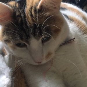 Meet your Posher, Heidi